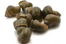 BIGORNEAUX GROS 3KG