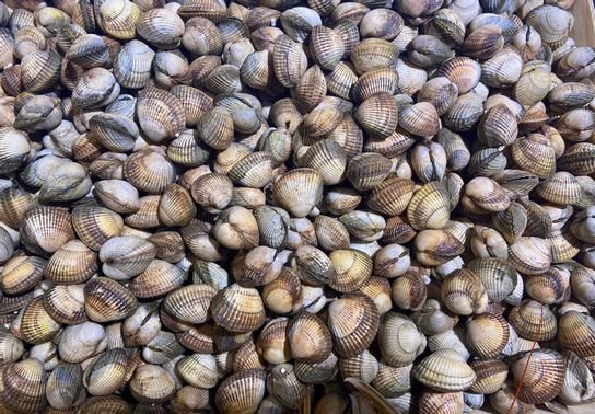 COQUE PECHEE (SÒ HUYẾT) 3KG