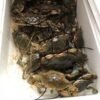 CRABE BLEU (GHẸ SỐNG) 4KG