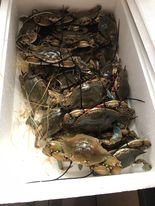 CRABE BLEU (GHẸ SỐNG) 4KG