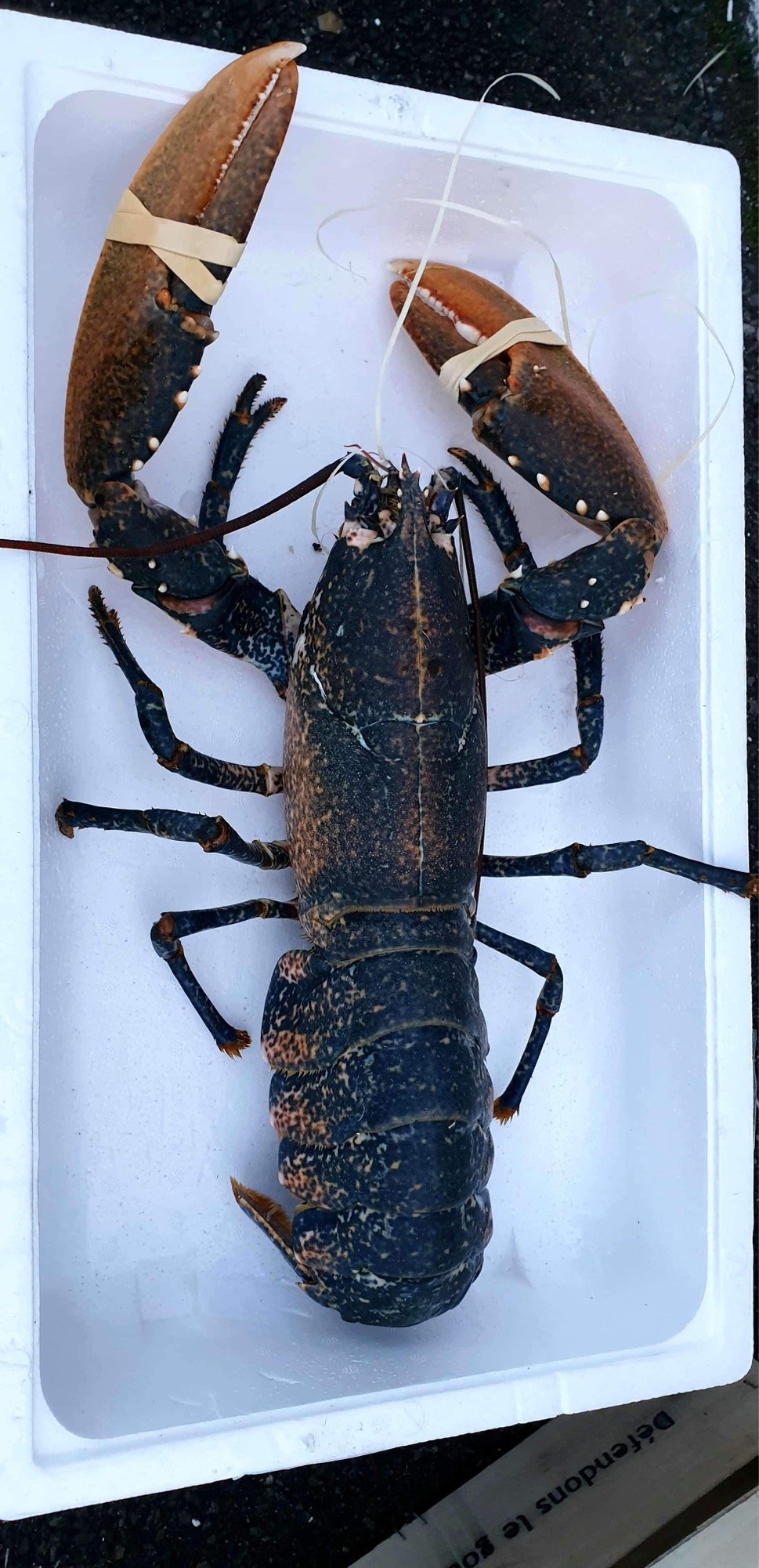 HOMARD BLEU BRETAGNE 1.3KG - 1.8KG / PIECE
