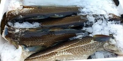 CABILLAULD ENTIER VIDE SANS TETE 4KG