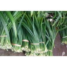 BAY TEUIL (LÁ DỨA)  250GR TH