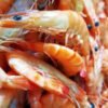 CREVETTE CUITE (TÔM CHÍN) BIO SIZE 40/50 COLIS 2KG