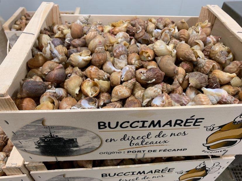 BULOT VIVANT(ỐC SỐNG) 3KG