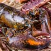 HOMARD CANADIEN
