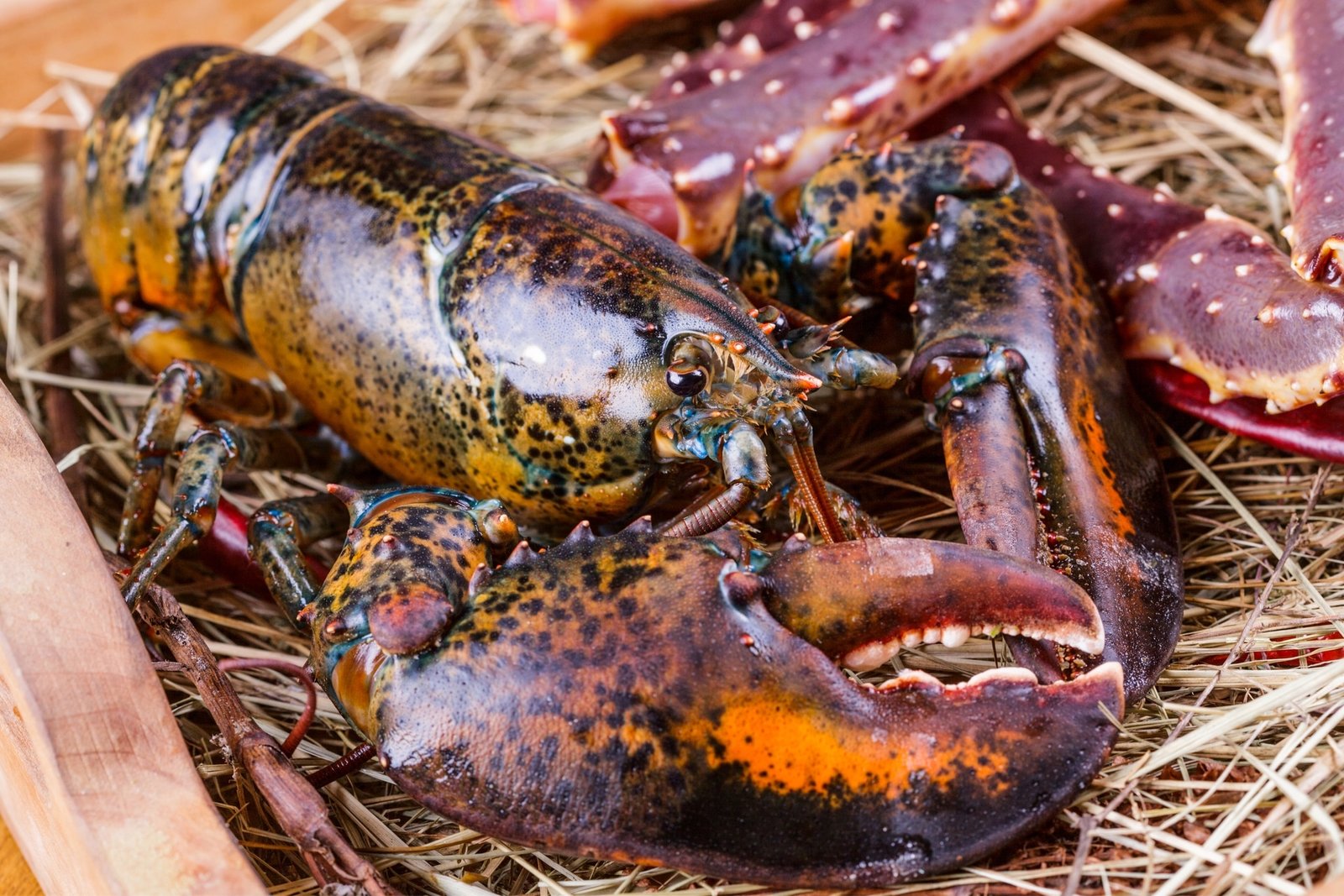 HOMARD CANADIEN