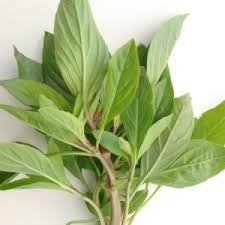 BASILIC (RAU HÚNG) 100GR ASIE