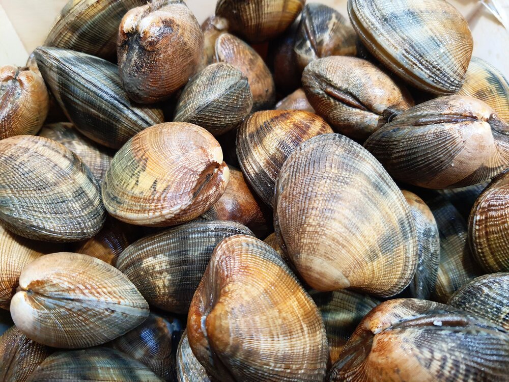 PALOURDES GROS 3KG