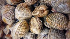 PRAIRES MOYENNE 3KG