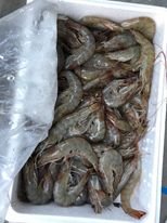 GAMBAS CRU (TÔM TƯƠI)  SIZE 30/40 | 2KG