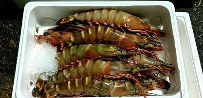 GAMBAS CRU (TÔM TƯƠI) COLIS 2KG  (SIZE 6 - 10 PIECES / 1KG)
