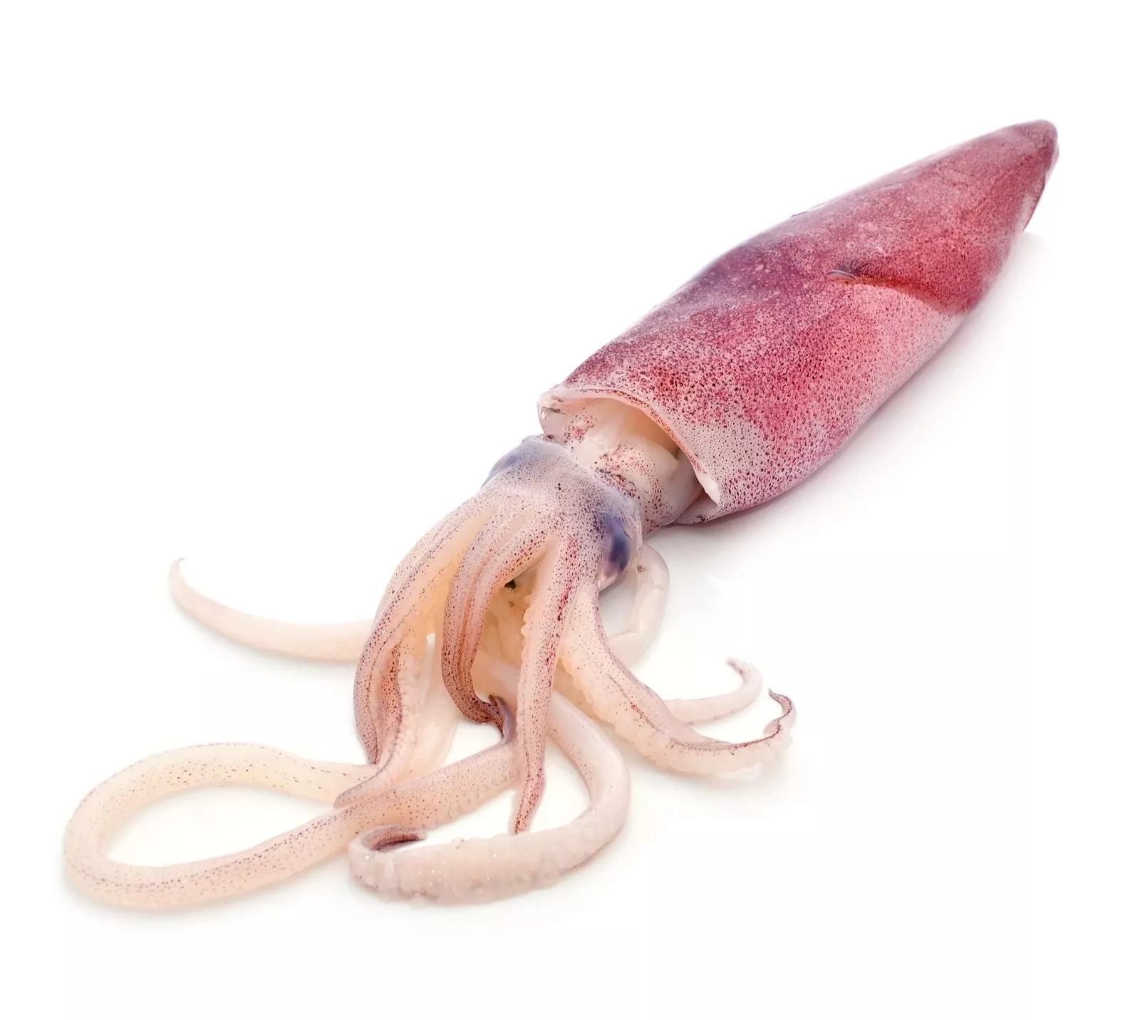 ENCORNET ROUGE 5KG