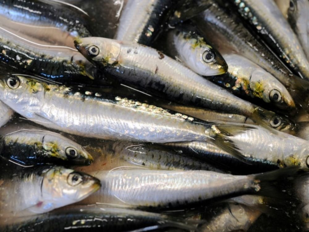 SARDINE COLIS 4KG