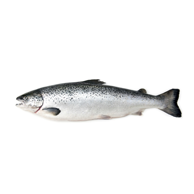 SAUMON ENTIER 5/6KG
