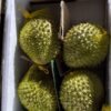 DURIAN ENTIER FRAIS (SẦU RIÊNG TƯƠI) 2.5KG-4KG
